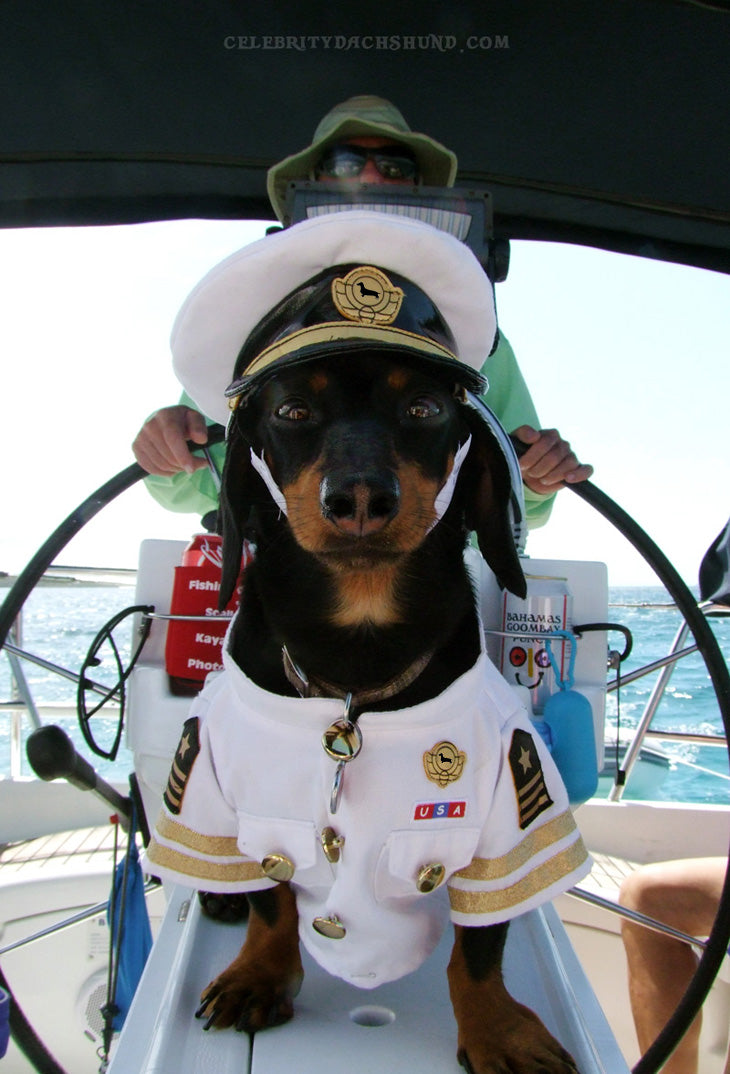 Dog Captain of the Ship