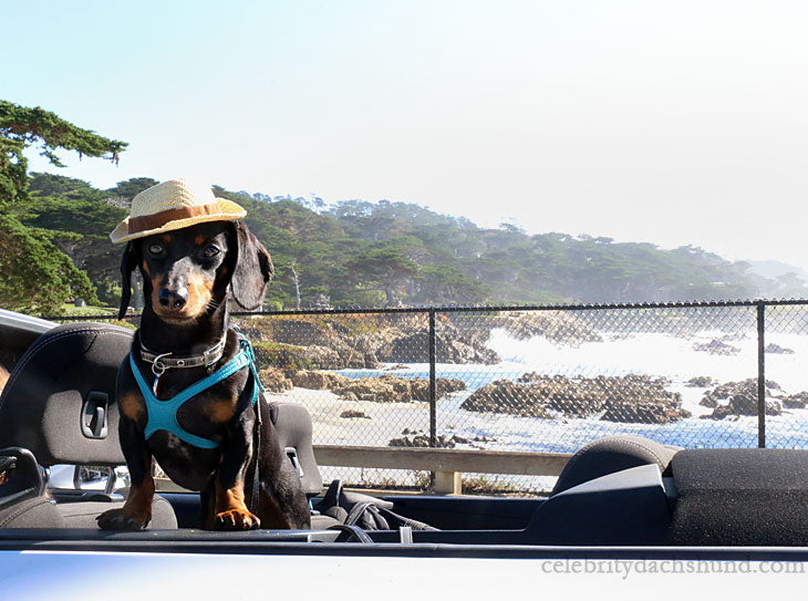 Crusoe the Celebrity Dachshund 17 Mile Drive