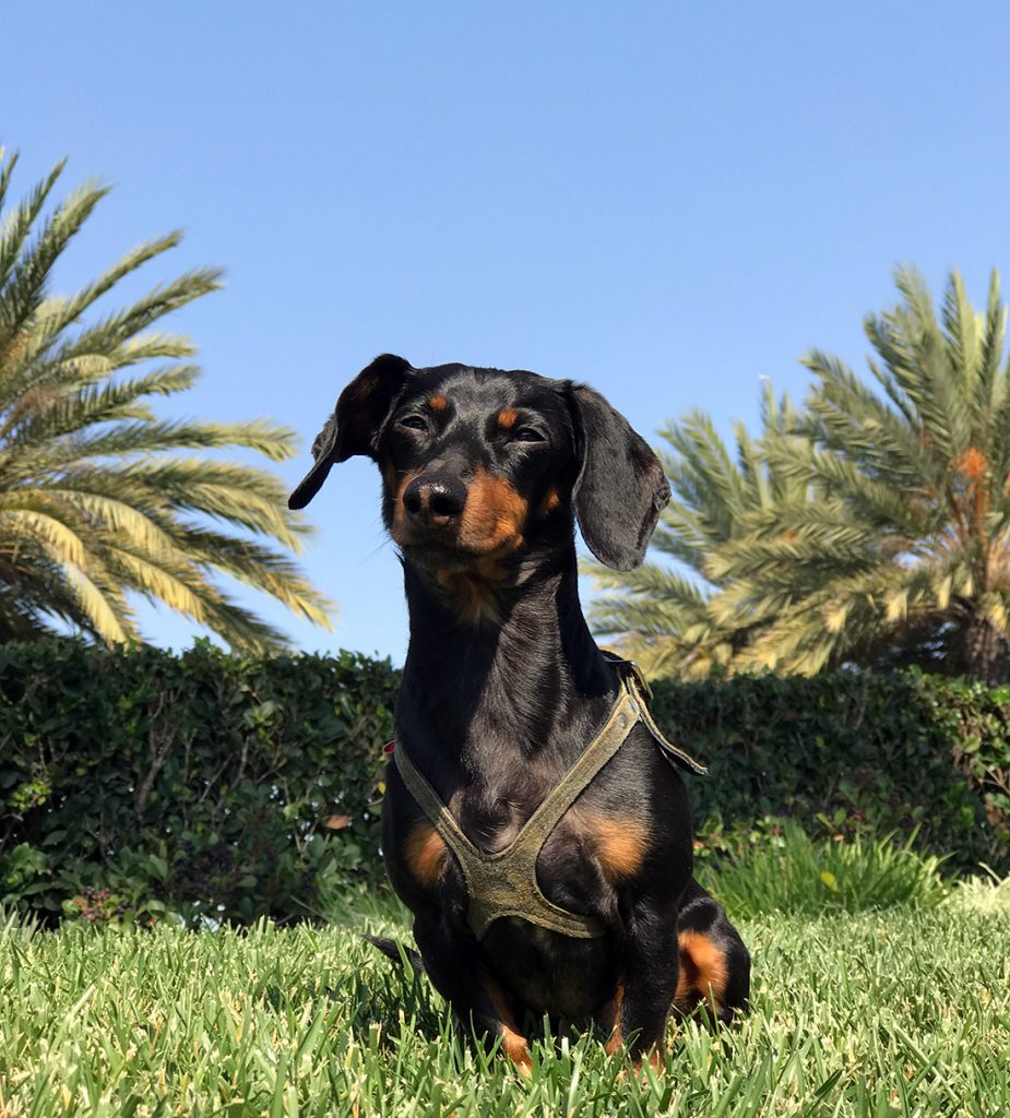 crusoe dachshund los angeles