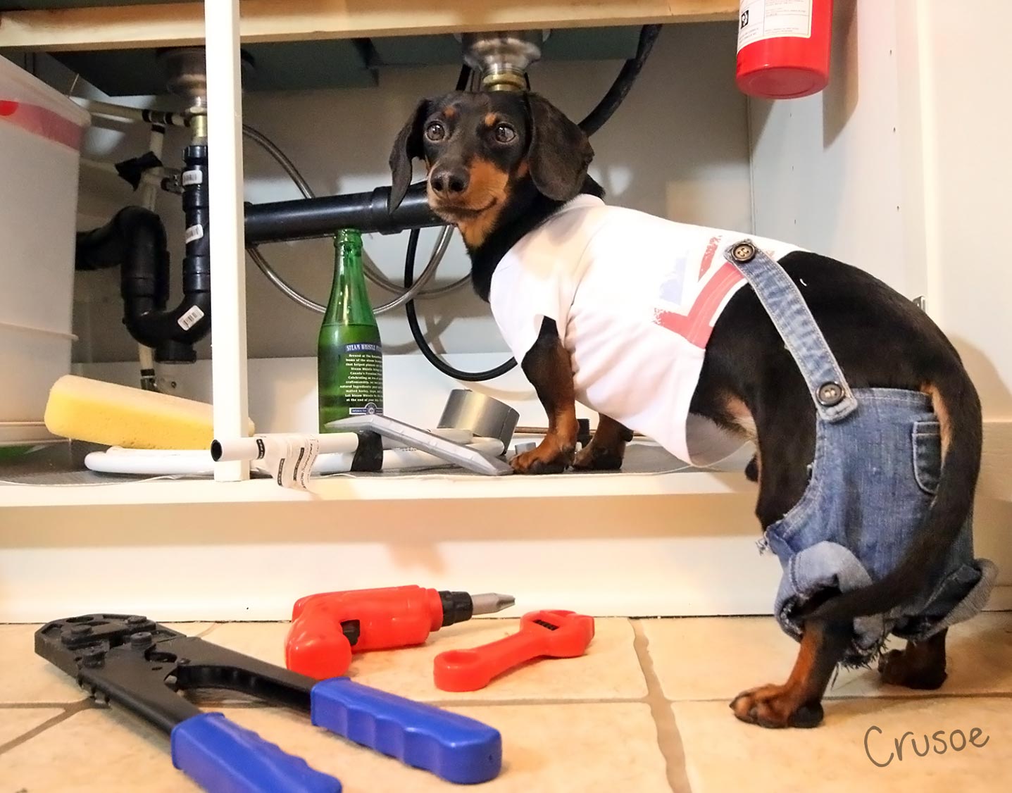 crusoe dachshund the plumber