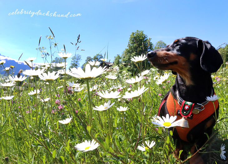 Crusoe in Switzerland