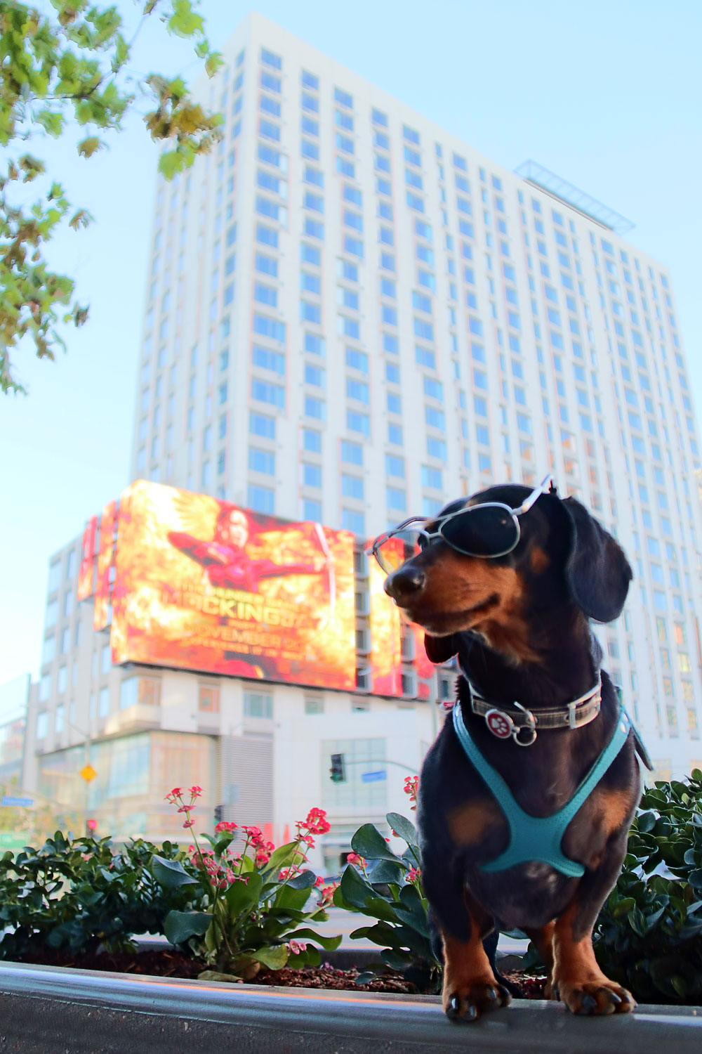 Celebrity Crusoe Downtown LA Live Residence Inn