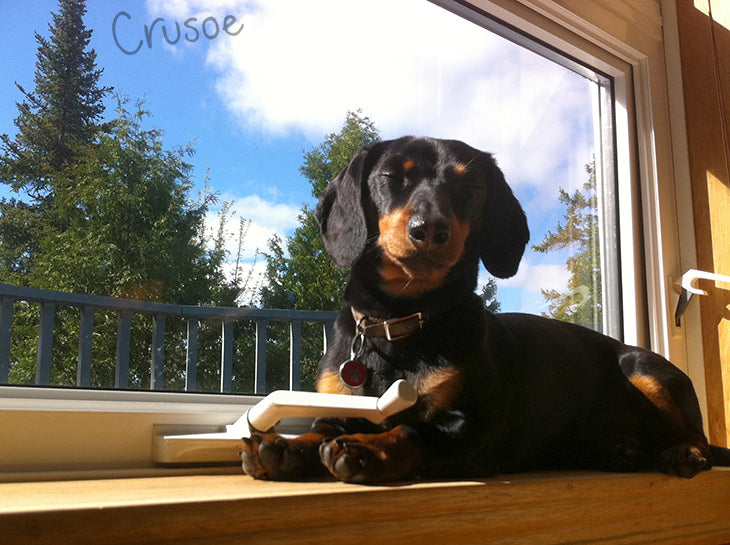 crusoe puppy on the windowsill