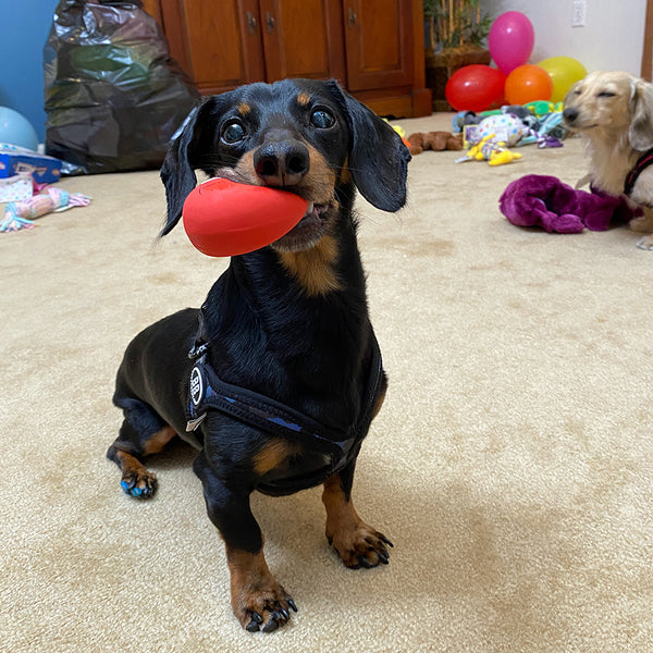 Crusoe dachshund turns 13 years old