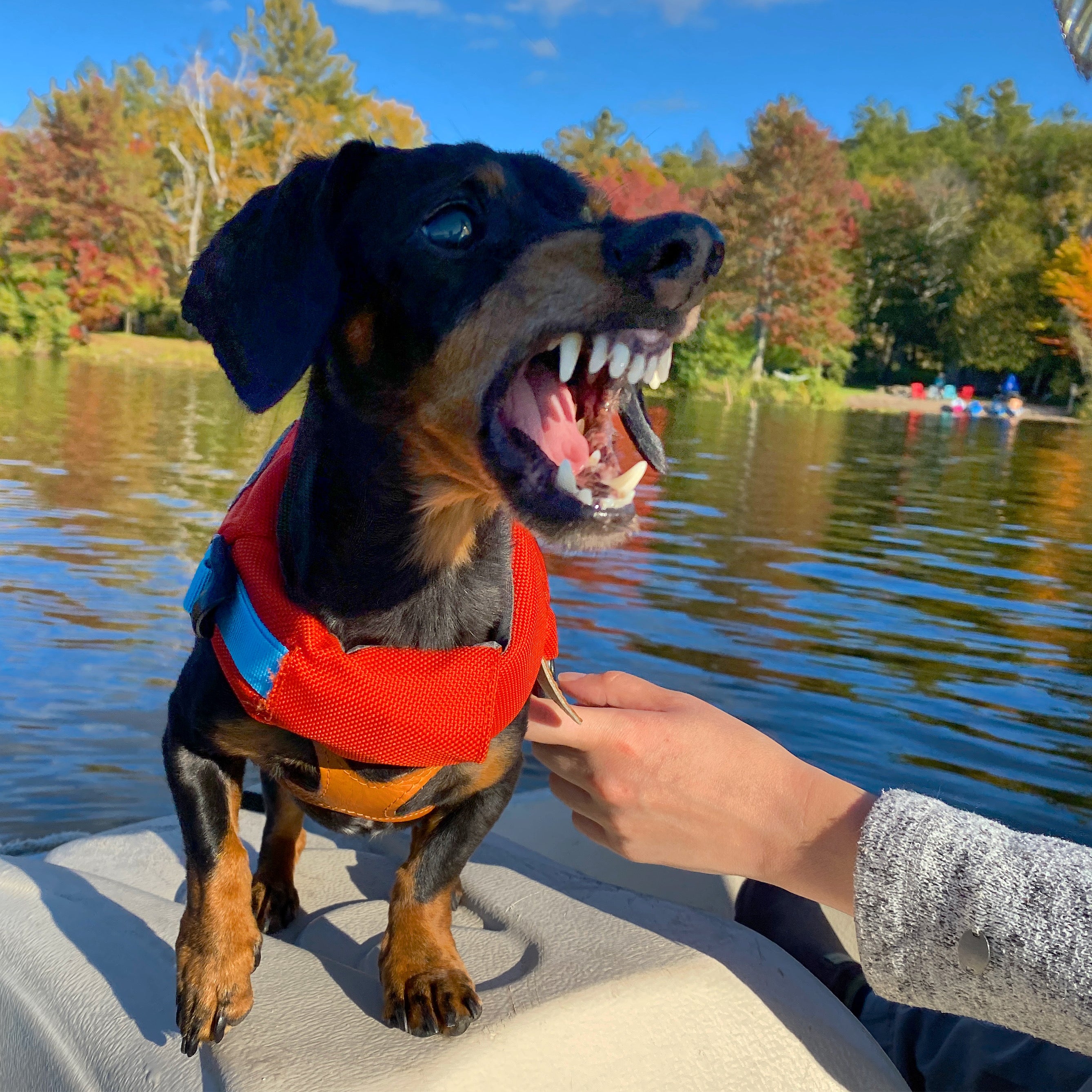 crusoe dachshund ferocious fish face