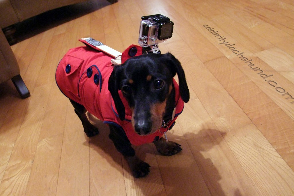 Wiener Dog Wearing GoPro Camera