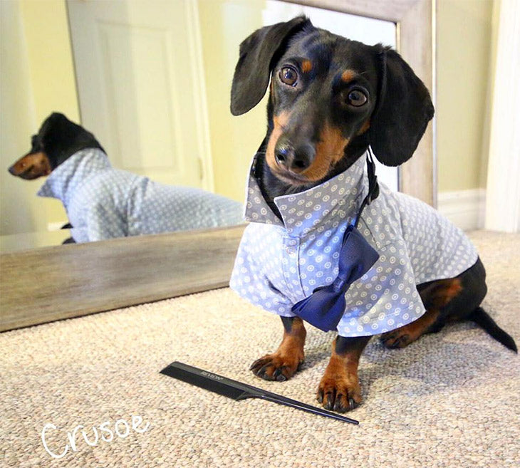 cute dachshund getting dressed