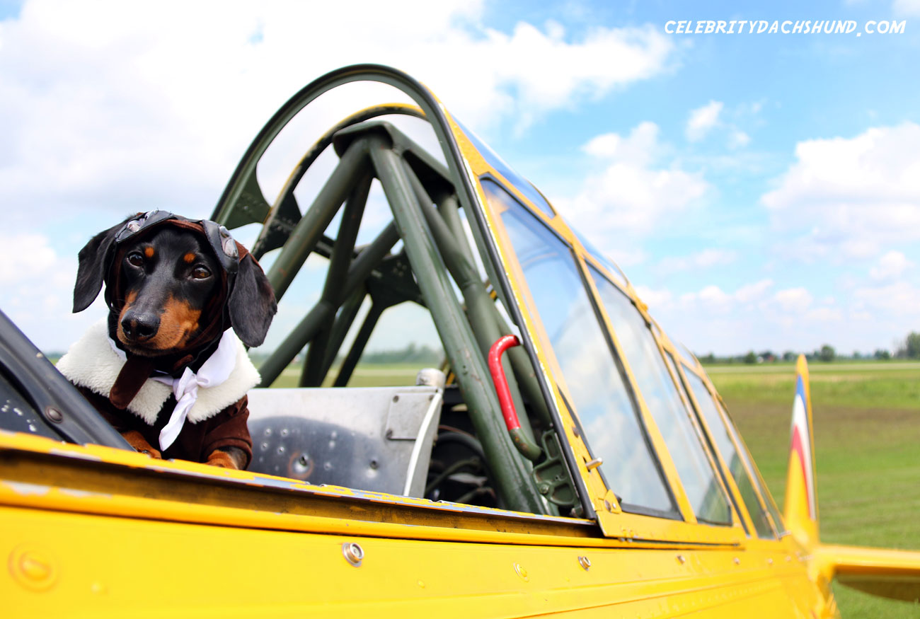 Cute Dachshund Pilot