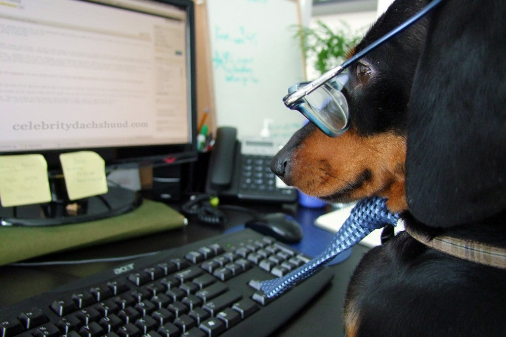 Crusoe Working Hard at the Office