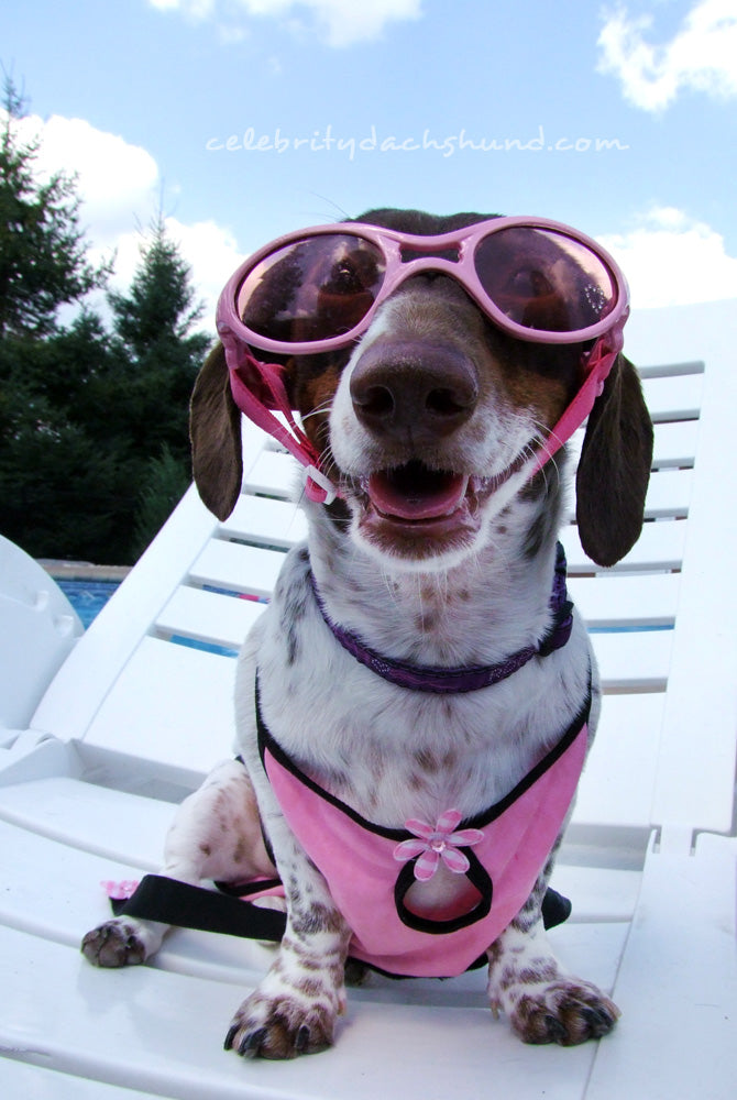 Cute Doggles