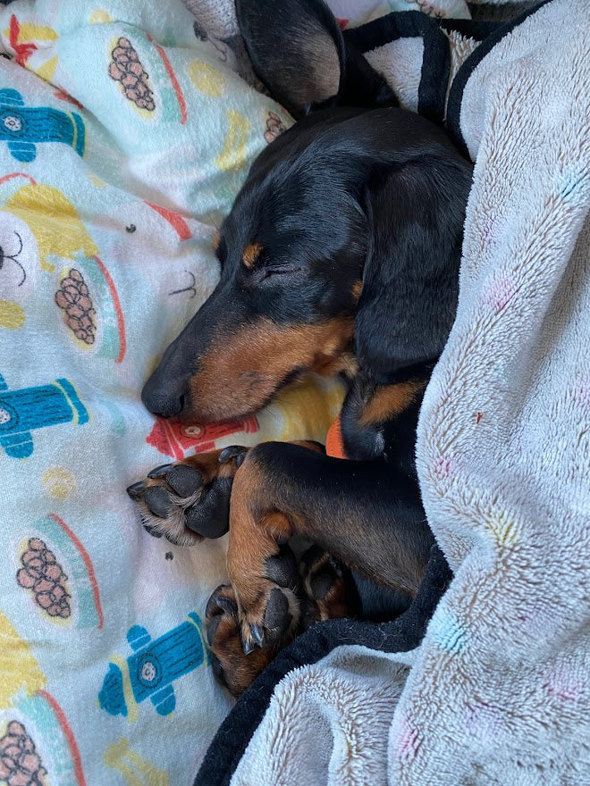 cute dachshund sleeping