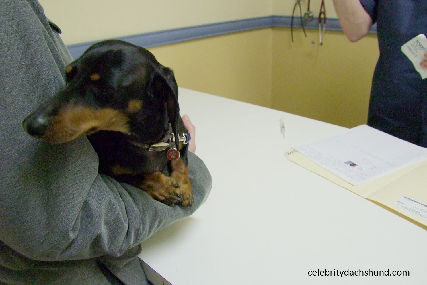 dachshund-at-the-vet