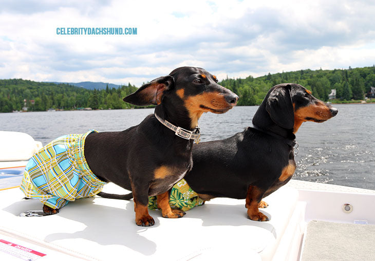 Cute Dachshund Breed