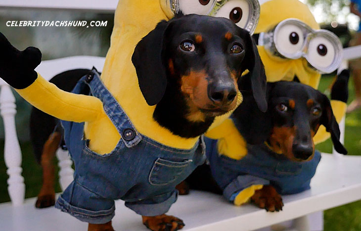 Dachshund Minions Costume