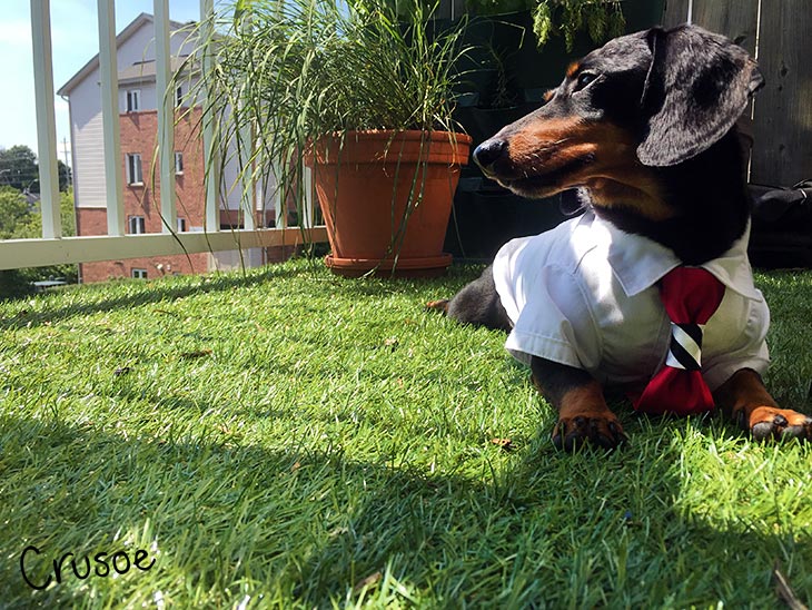 dachshund on balcony