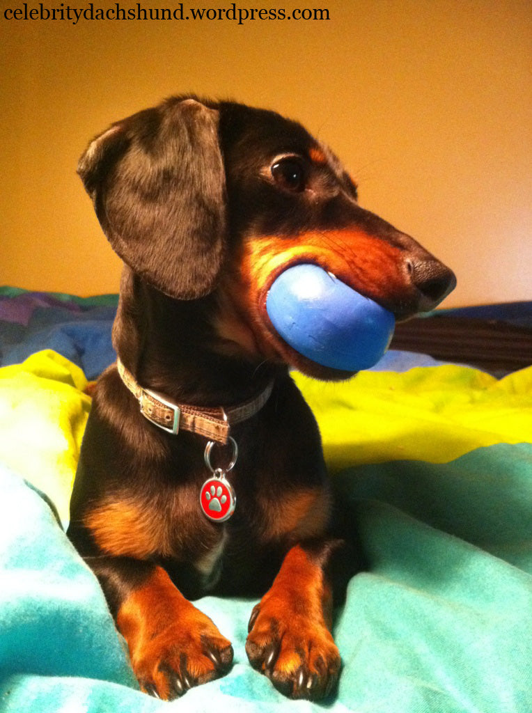 dachshund-playing-with-ball