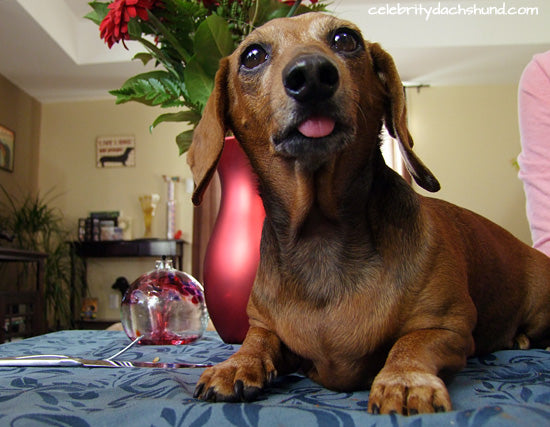 Dachshund Poking Tongue