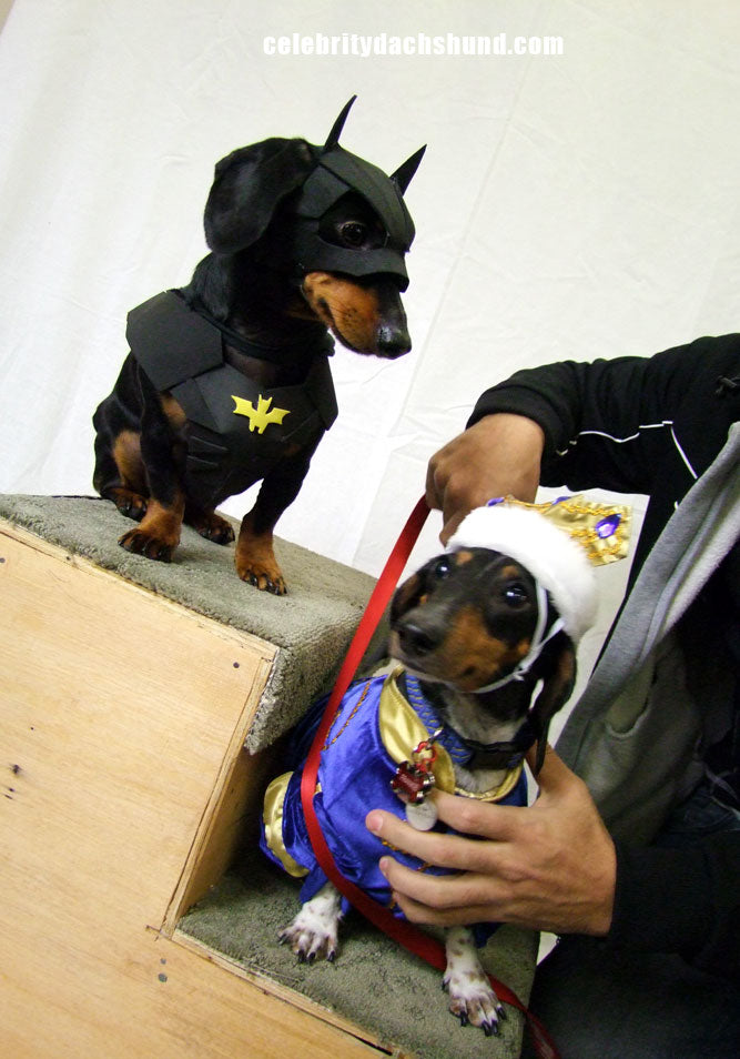 Dachshund Prince Costume