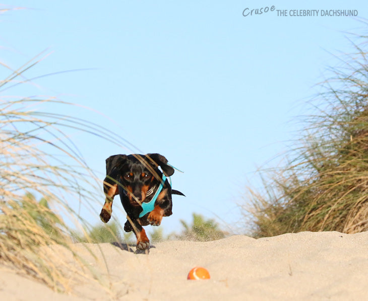 Crusoe Running on the Beach