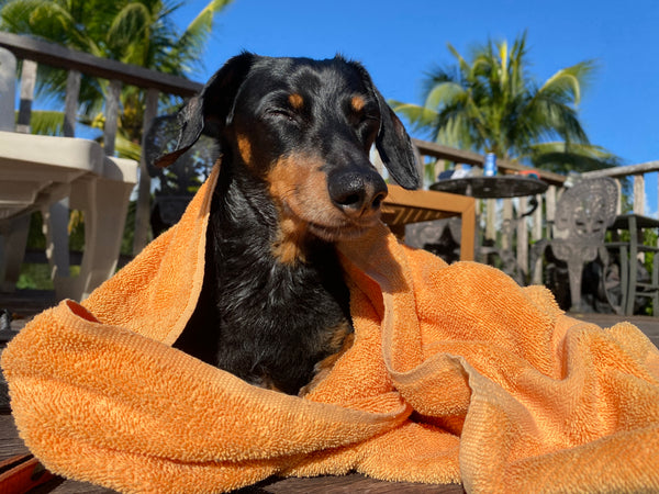 dachshund chilling by pool