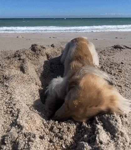 Dog digging at the beach