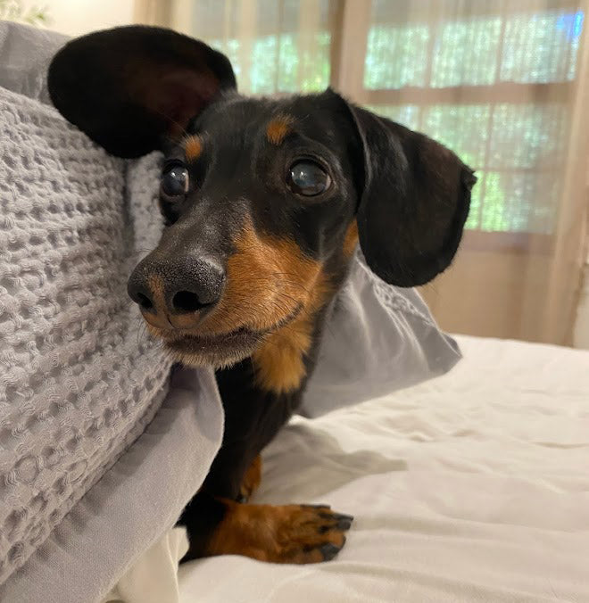 Dachshund sleeping under covers