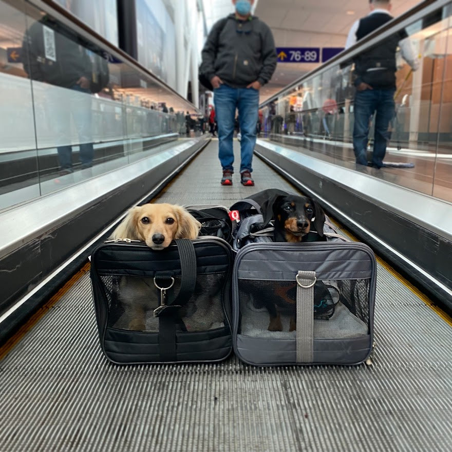 dachshunds travel bag airport