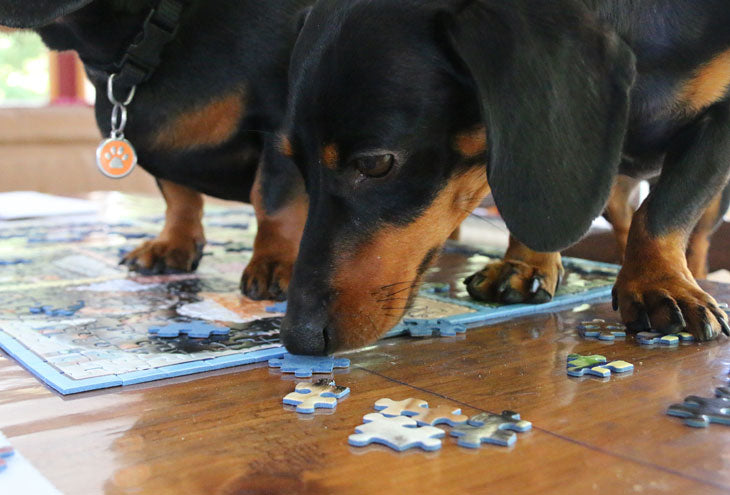 Dachshunds Doing a Puzzle