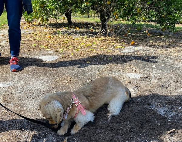 dachshund digging