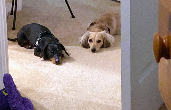 dachshunds lying on carpet