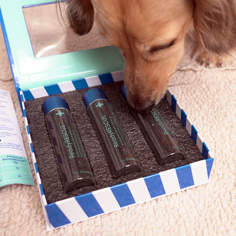 activated charcoal for dog intoxication at home