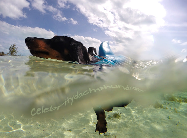 Doggie Shark Swim Vest