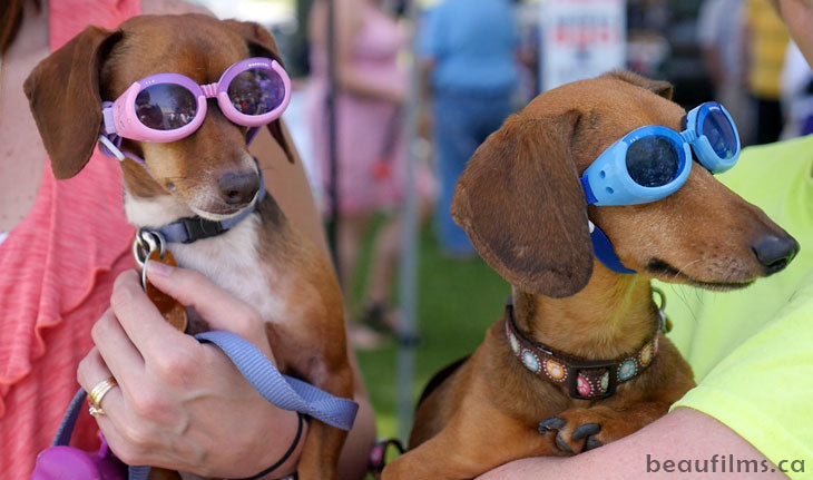 Doggles for Dachshunds