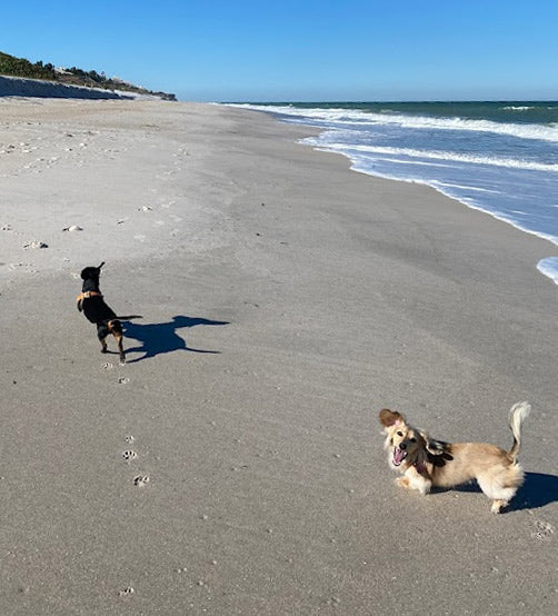 dogs on Vero Beach