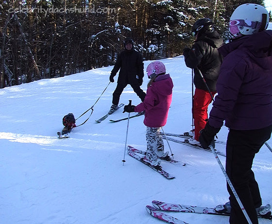 Famous Dog Goes Skiing