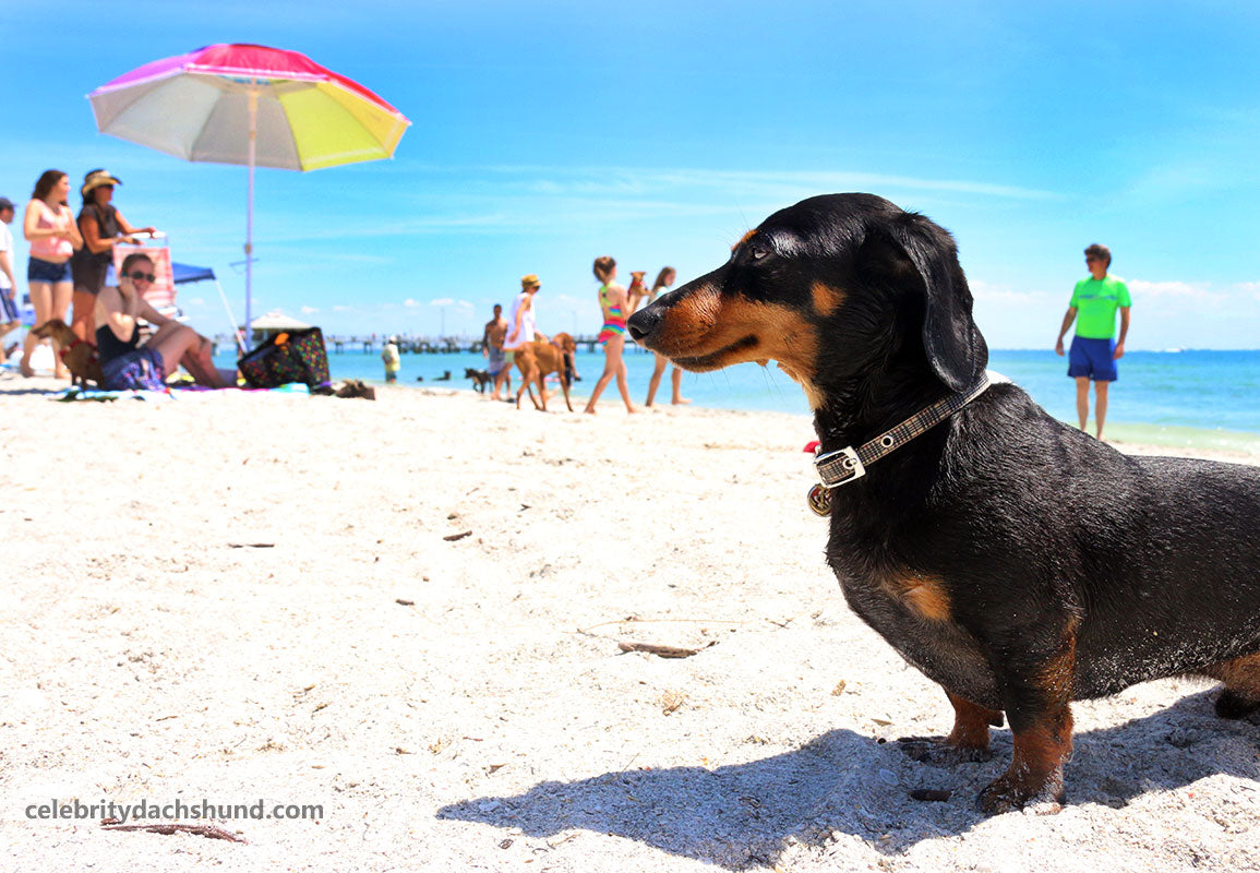 Fort De Soto Dog Beach Florida