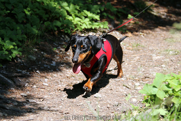 Hiking with Small Dogs