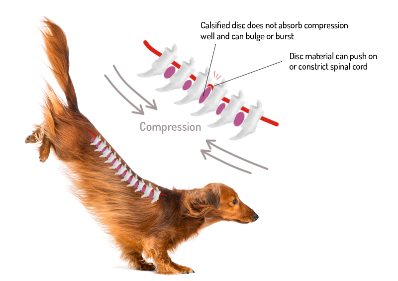 IVDD explanation diagram for dachshunds