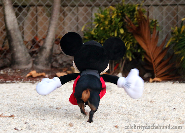 Mickey Mouse Small Dog Costume