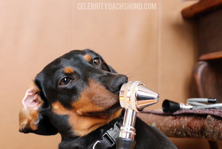 Oakley Dachshund 