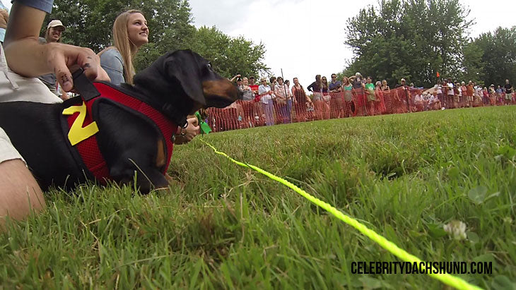 Oakley Dachshund Race