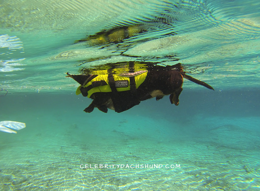 Crusoe swimming