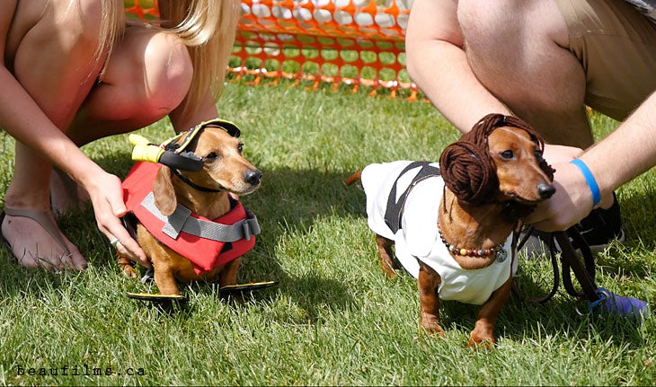 Princess Leia & Scuba Dog Costumes