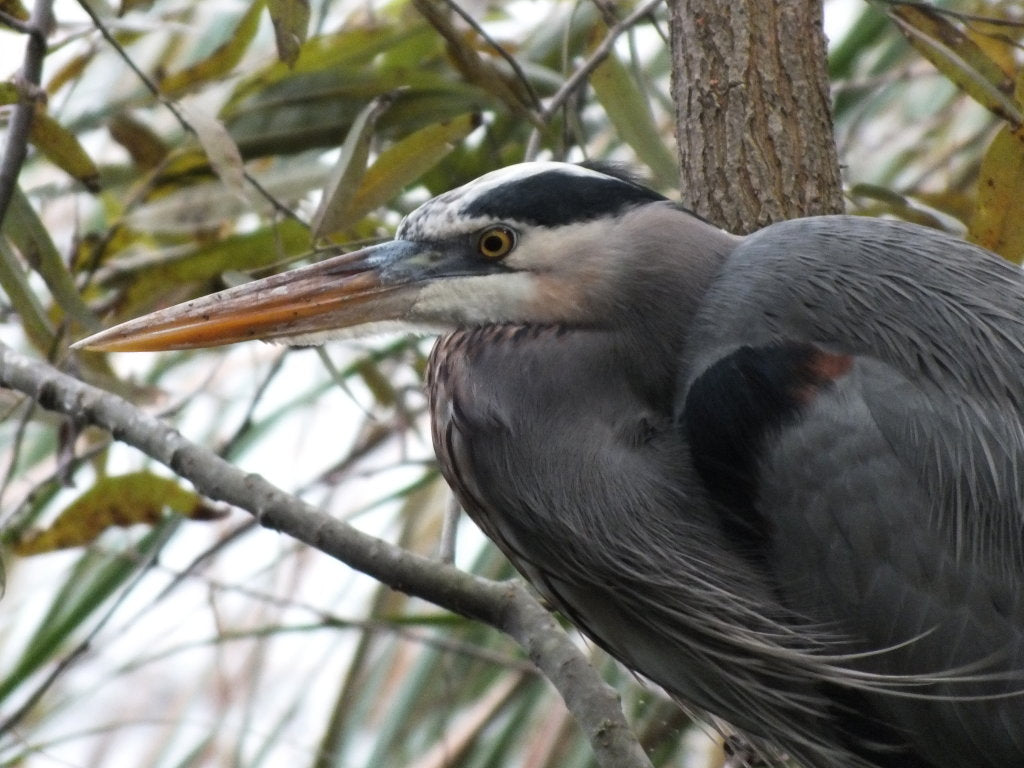 river heron