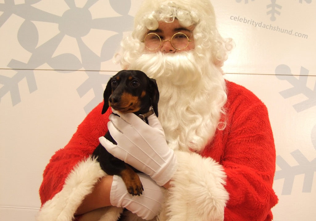 Santa Dachshund