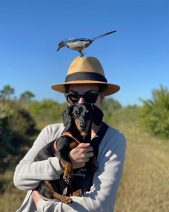 Scrub Jay Florida