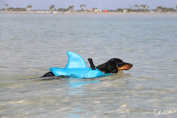 shark fin life jacket for dog