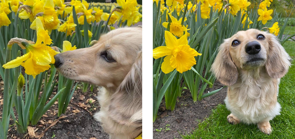 tulips are toxic for dogs