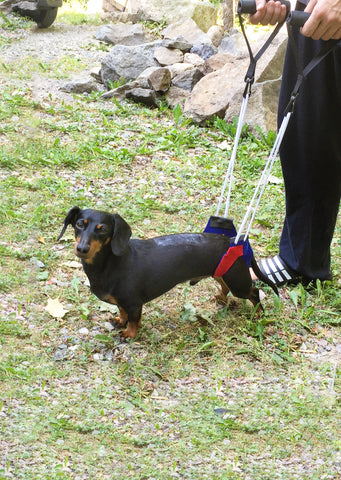Crusoe dachshund IVDD back sling