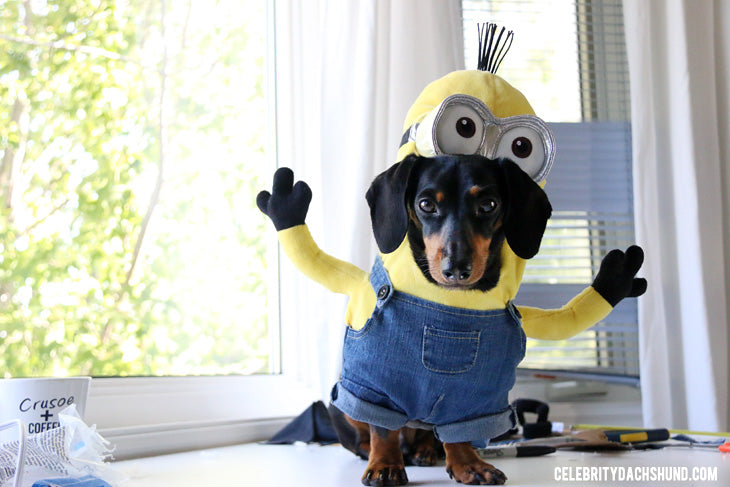 How to Make a Minions Costume for Small Dogs